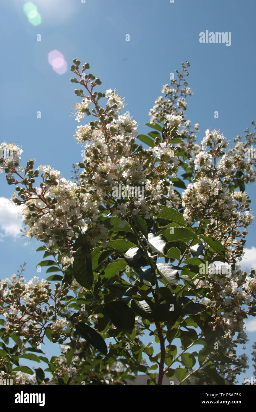 White Crepe Myrtle blossom Stock Photo - Alamy
