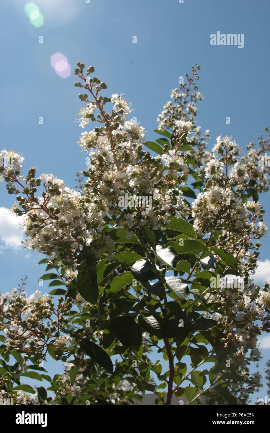 The Country Farm Home The White Crepe Myrtle