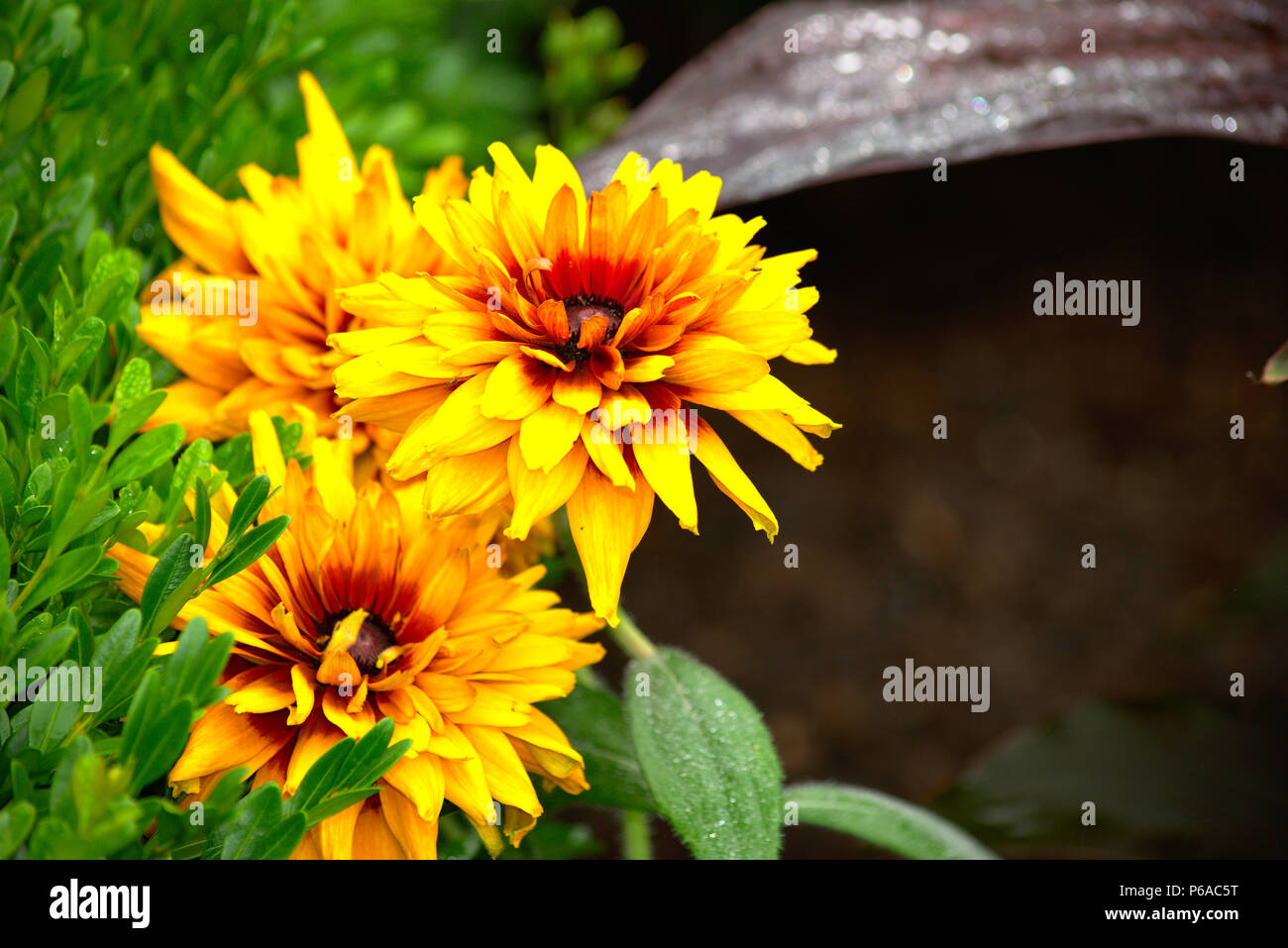yellow flower with red center Stock Photo Alamy
