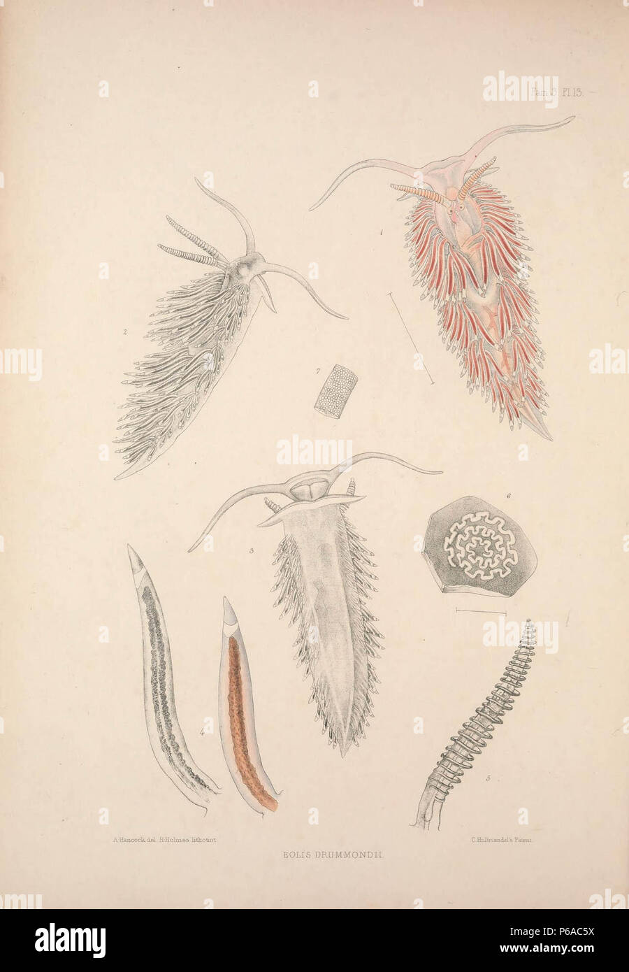 A monograph of the British nudibranchiate Mollusca :. Stock Photo
