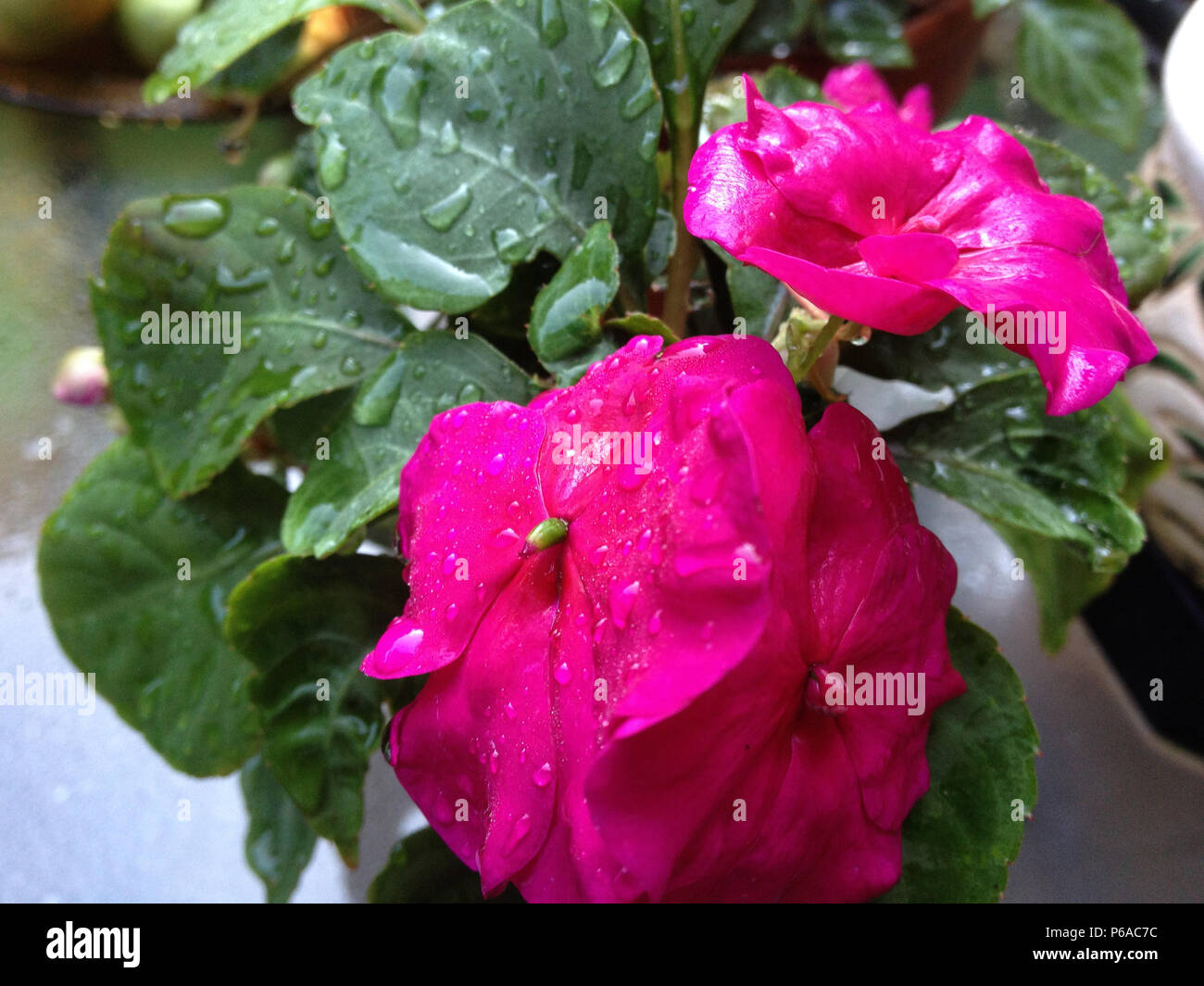 Close-up of magenta Impatiens flowers Stock Photo
