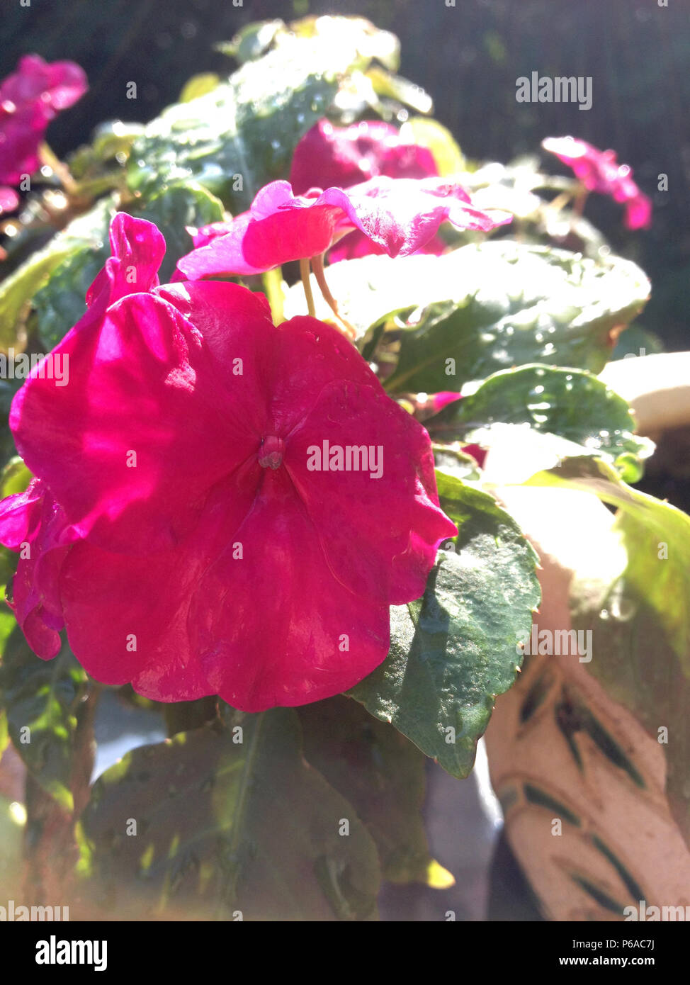 Close-up of magenta Impatiens flowers Stock Photo