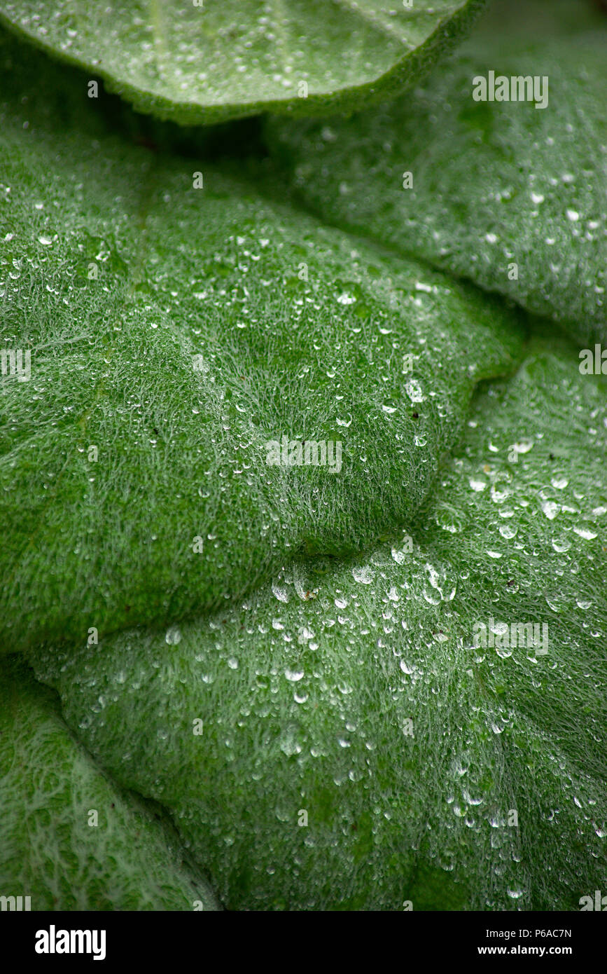 Closeup of Silver Sage plant with dew on leaves Stock Photo