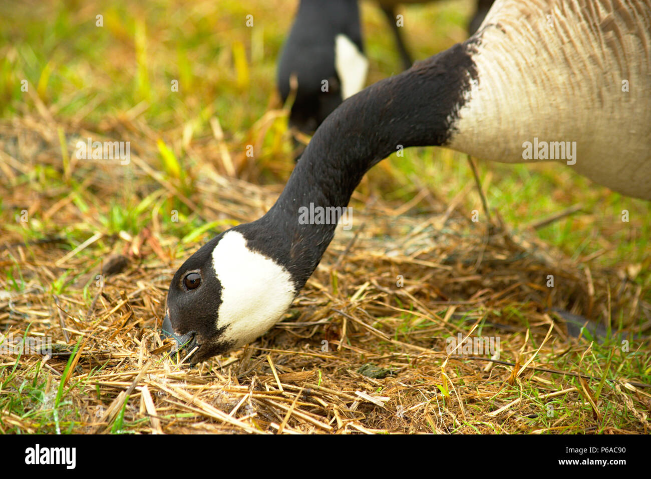 Canadian Geese eating Stock Photo Alamy