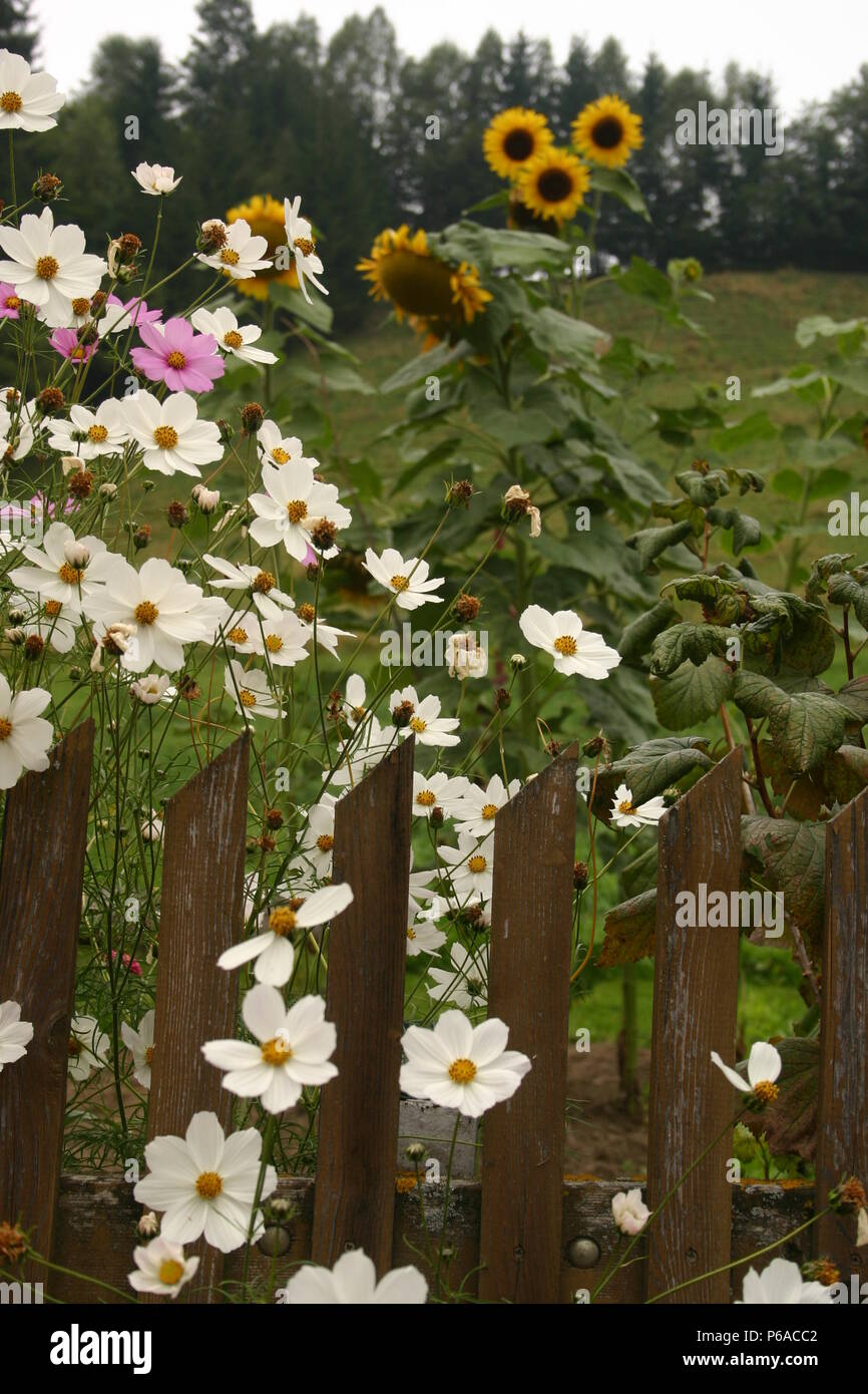 Beautiful sunflowers garden fence hi-res stock photography and images ...