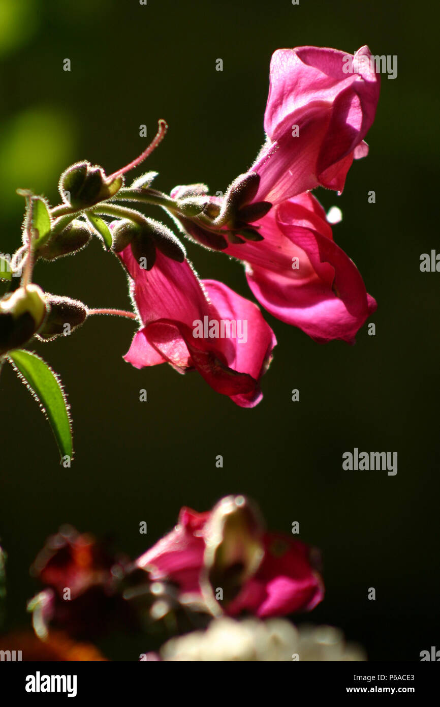 Close up of dragon flower Stock Photo