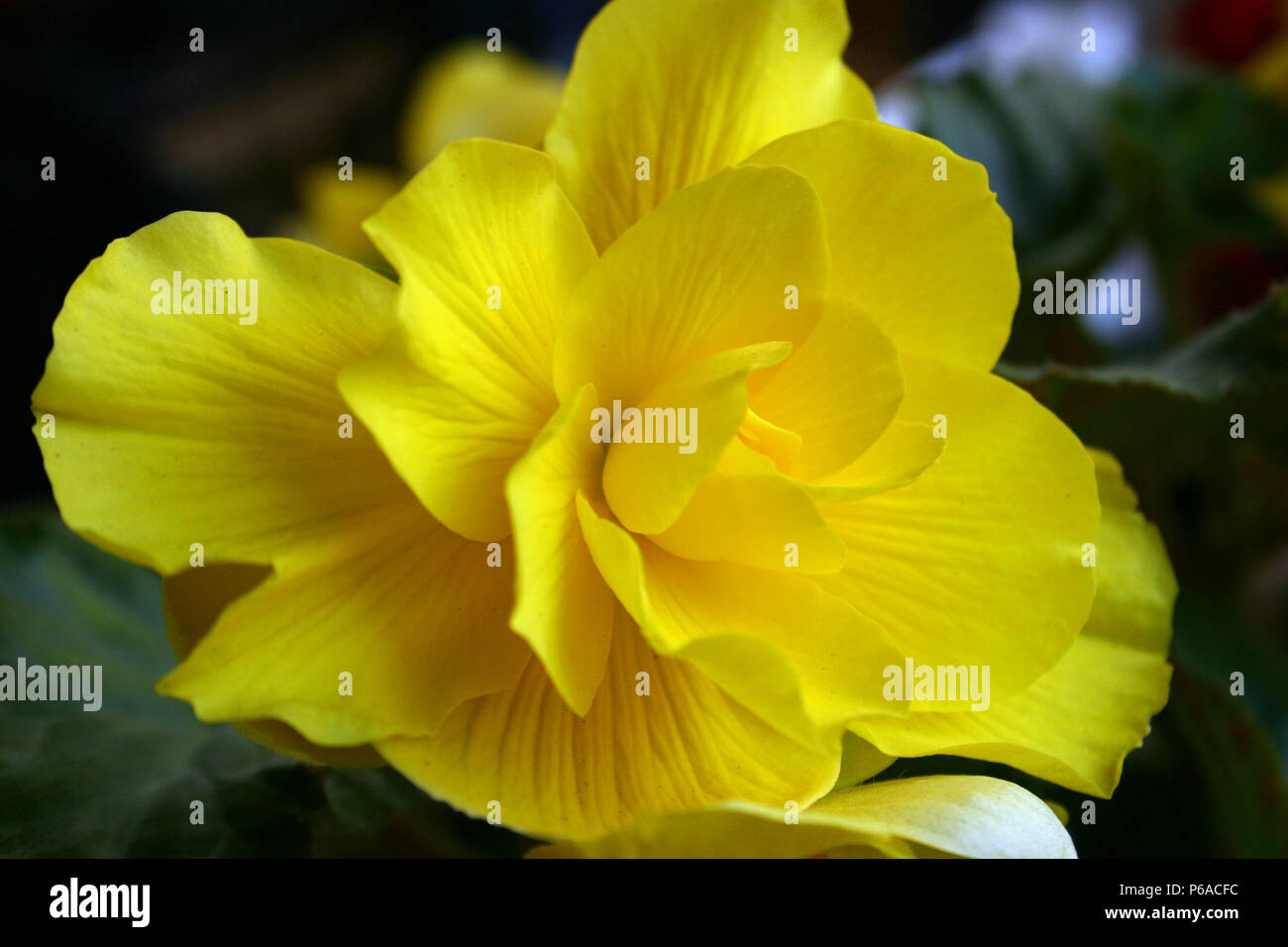 Close up of yellow Begonia flower Stock Photo