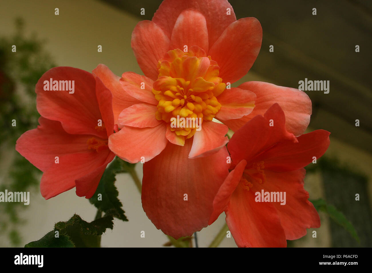 Close up of orange Begonia flower Stock Photo