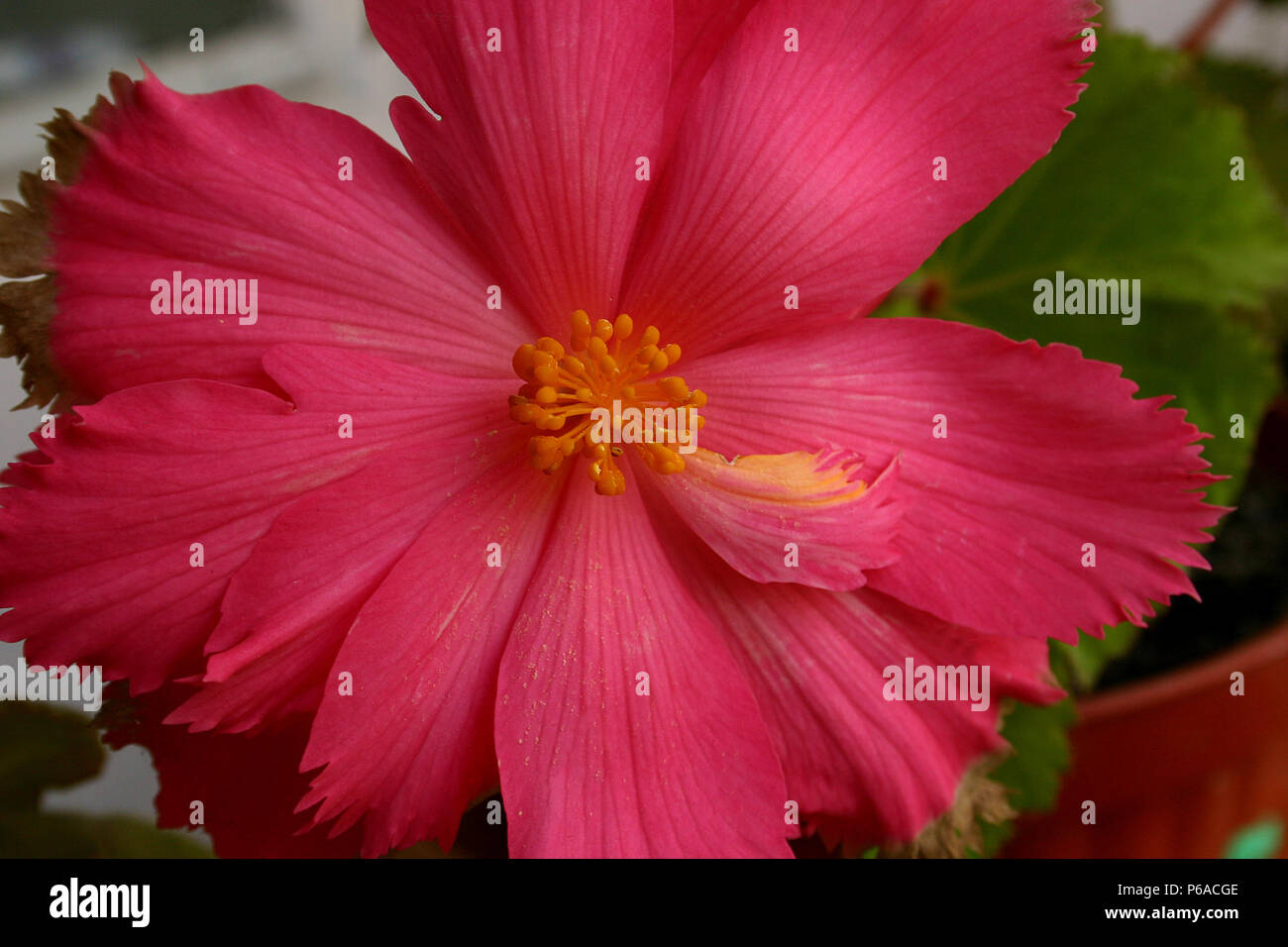 Close up of pink Begonia flower Stock Photo