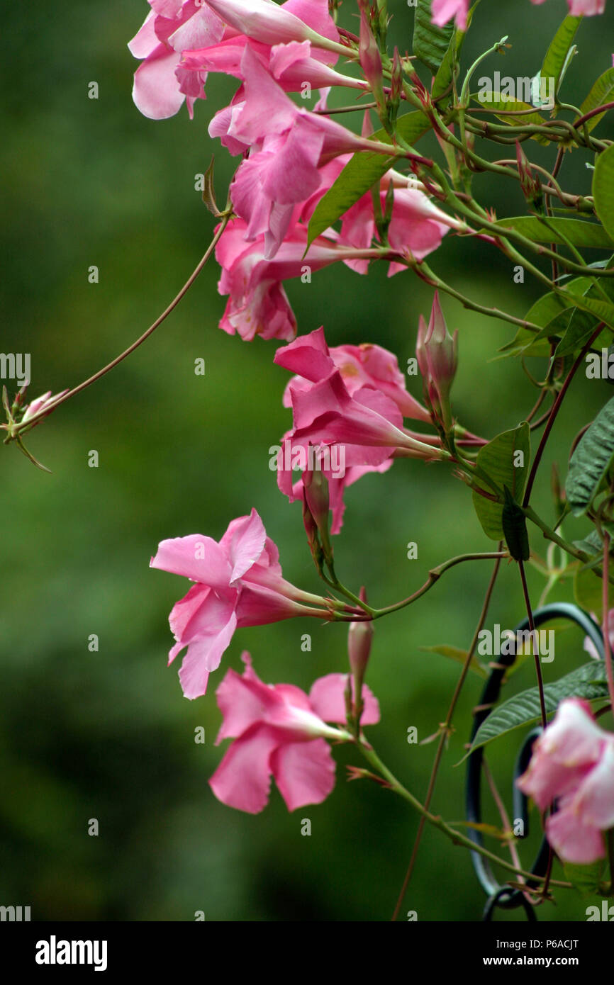 Mandevilla flowers hires stock photography and images Alamy