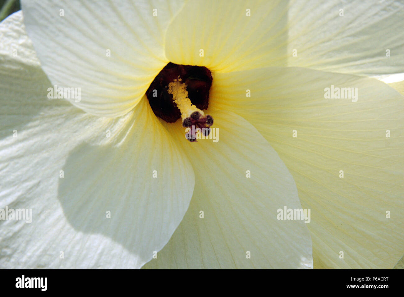 Close-up of an Abelmoschus esculentus (Okra) flower Stock Photo