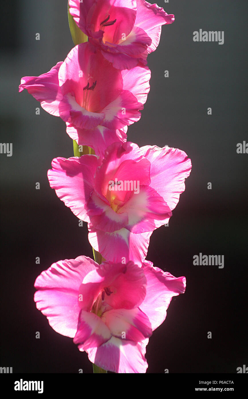 Species gladioli hires stock photography and images Alamy