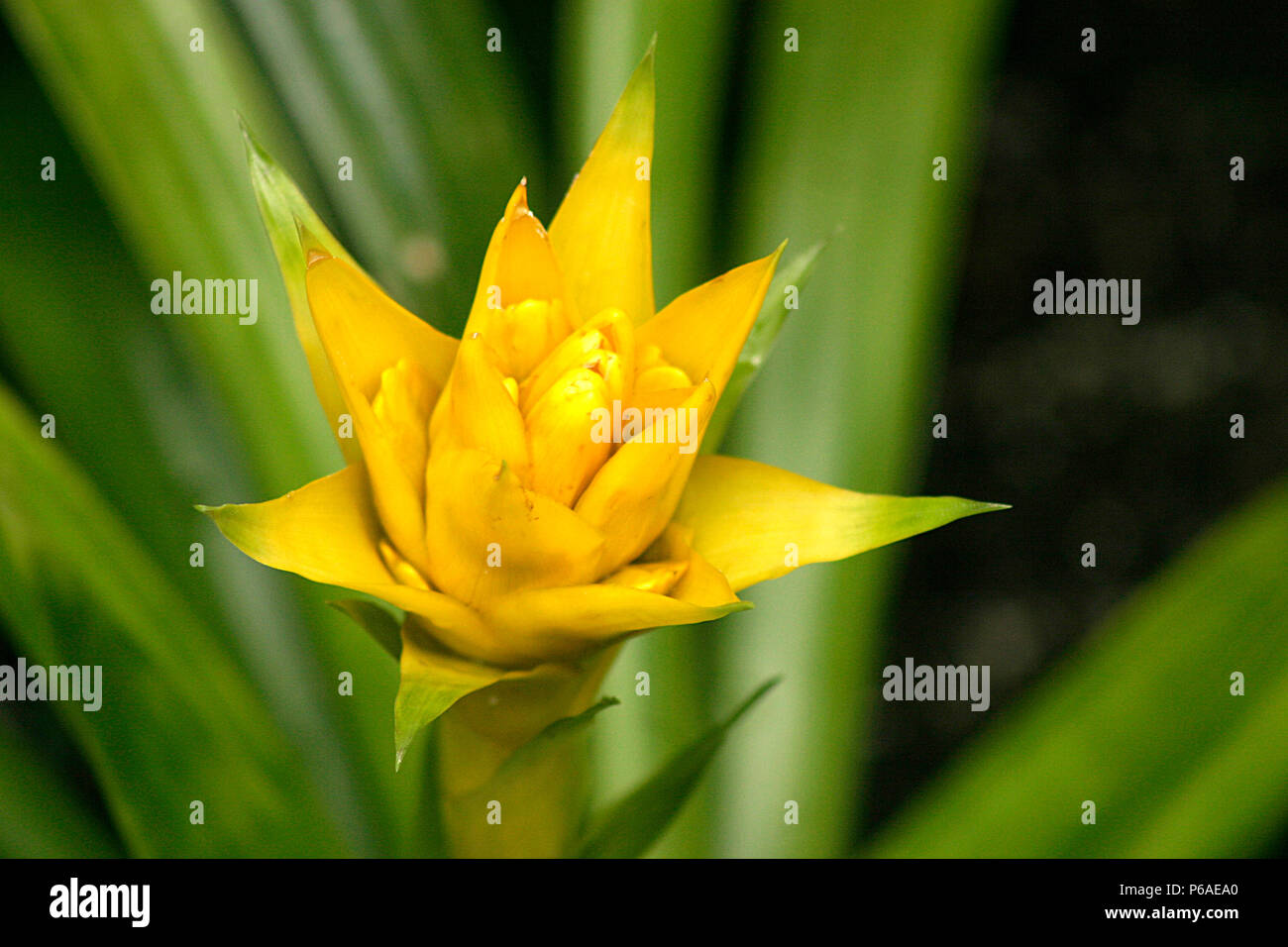 Close-up of yellow Guzmania flower Stock Photo