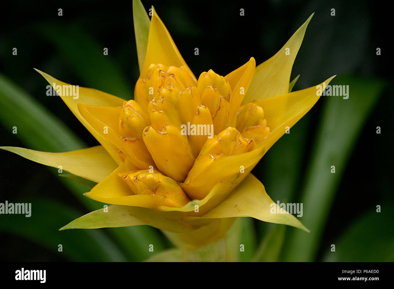 Close up of yellow Guzmania/ Bromeliad flower Stock Photo