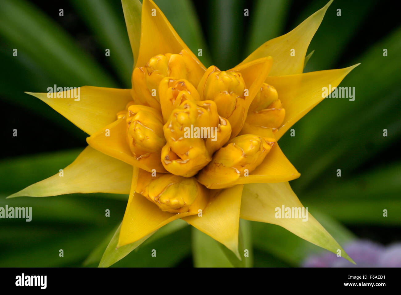 Close up of yellow Guzmania/ Bromeliad flower Stock Photo