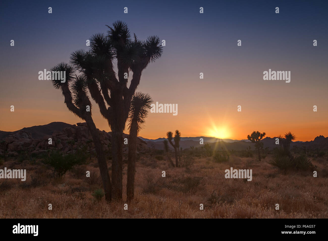 Joshua tree park at sunset, in Mojave Desert, California Stock Photo