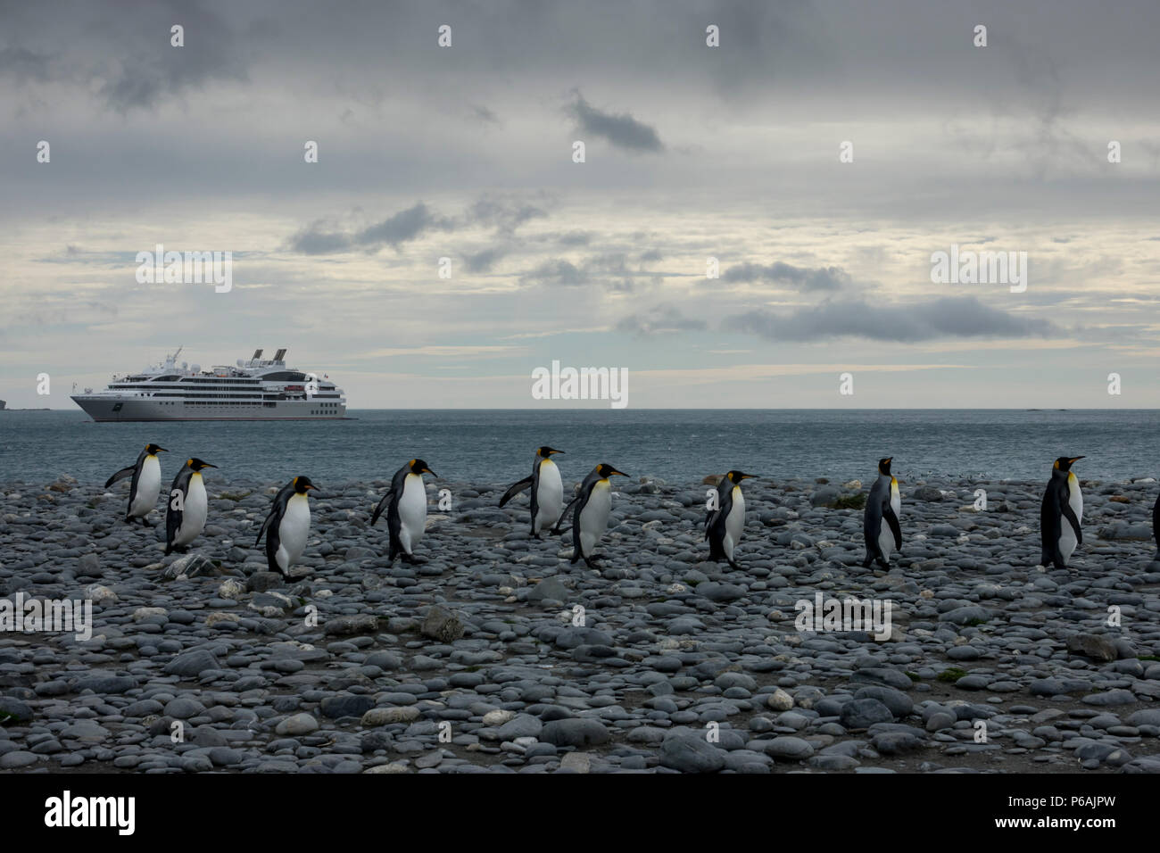King penguins returning to the massive colony located at Salisbury Plain, South Georgia Island, with Le Lyrial in the background Stock Photo