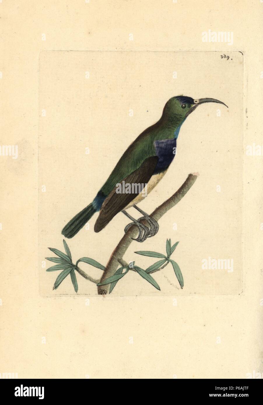 Variable sunbird, Cinnyris venustus. Illustration drawn and engraved by Richard Polydore Nodder. Handcolored copperplate engraving from George Shaw and Frederick Nodder's 'The Naturalist's Miscellany,' London, 1799. Most of the 1,064 illustrations of animals, birds, insects, crustaceans, fishes, marine life and microscopic creatures were drawn by George Shaw, Frederick Nodder and Richard Nodder, and engraved and published by the Nodder family. Frederick drew and engraved many of the copperplates until his death around 1800, and son Richard (17741823) was responsible for the plates signed RN o Stock Photo