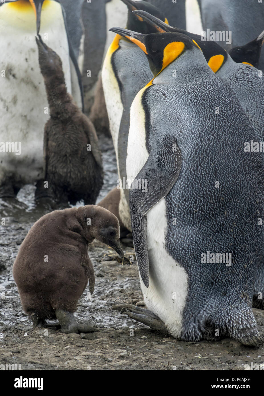 Small brown fluffy King Penguin chick with one of its parents, Salisbury Plain, South Georgia Island Stock Photo