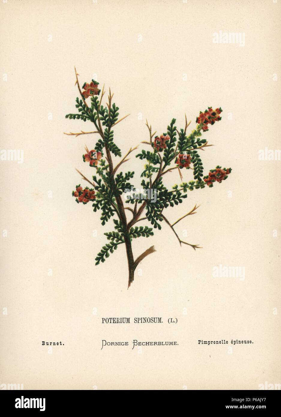 Thorny burnet, Sarcopoterium spinosum. Chromolithograph of a botanical illustration by Hannah Zeller from her own Wild Flowers of the Holy Land,' James Nisbet, London, 1876. Hannah Zeller (1838-1922) was a Swiss missionary who botanized near Nazareth for many years. Stock Photo