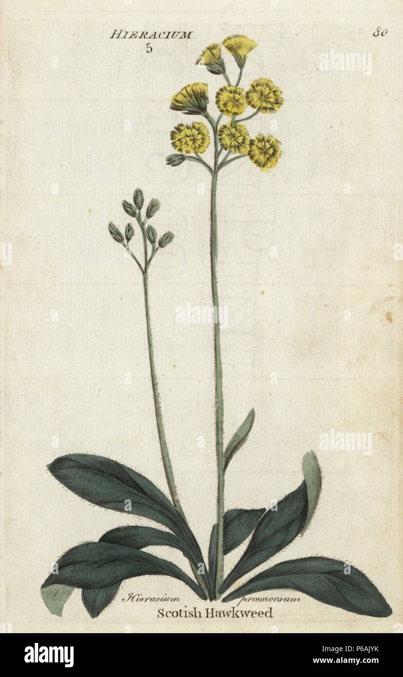 Scotish hawkweed or hawksbeard, Crepis praemorsa. Handcoloured botanical copperplate engraving by an unknown artist from "Culpeper's English Family Physician; or Medical Herbal Enlarged, with Several Hundred Additional Plants, Principally from Sir John Hill," by Joshua Hamilton, London, W. Locke, 1792. Stock Photo
