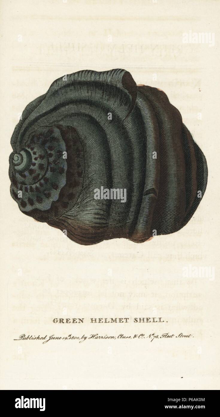 Green helmet shell, Cassidae species. Illustration copied from Georg ...