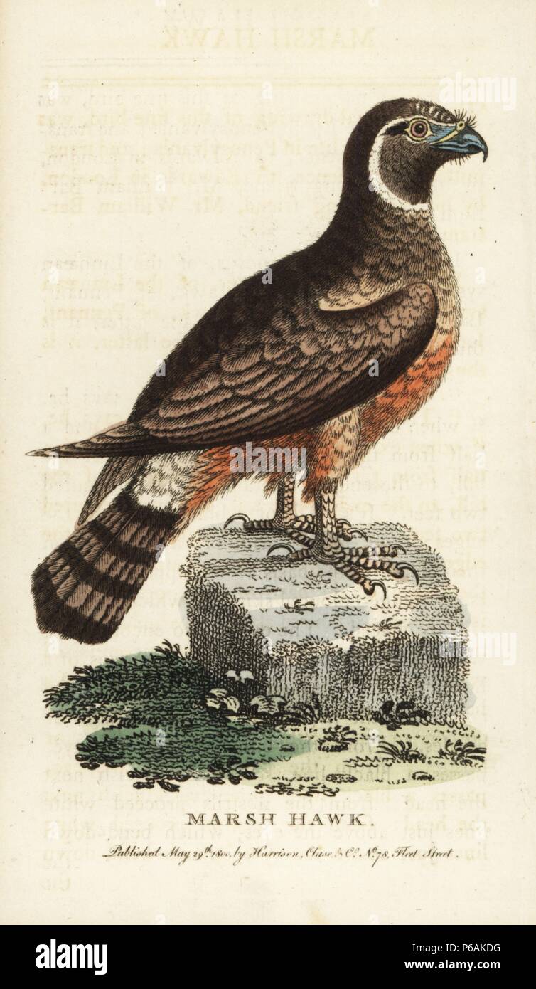 Circus cyaneus, Print, The hen harrier (Circus cyaneus) is a bird of prey.  The genus name Circus is derived from Ancient Greek kirkos, meaning  'circle', referring to a bird of prey named