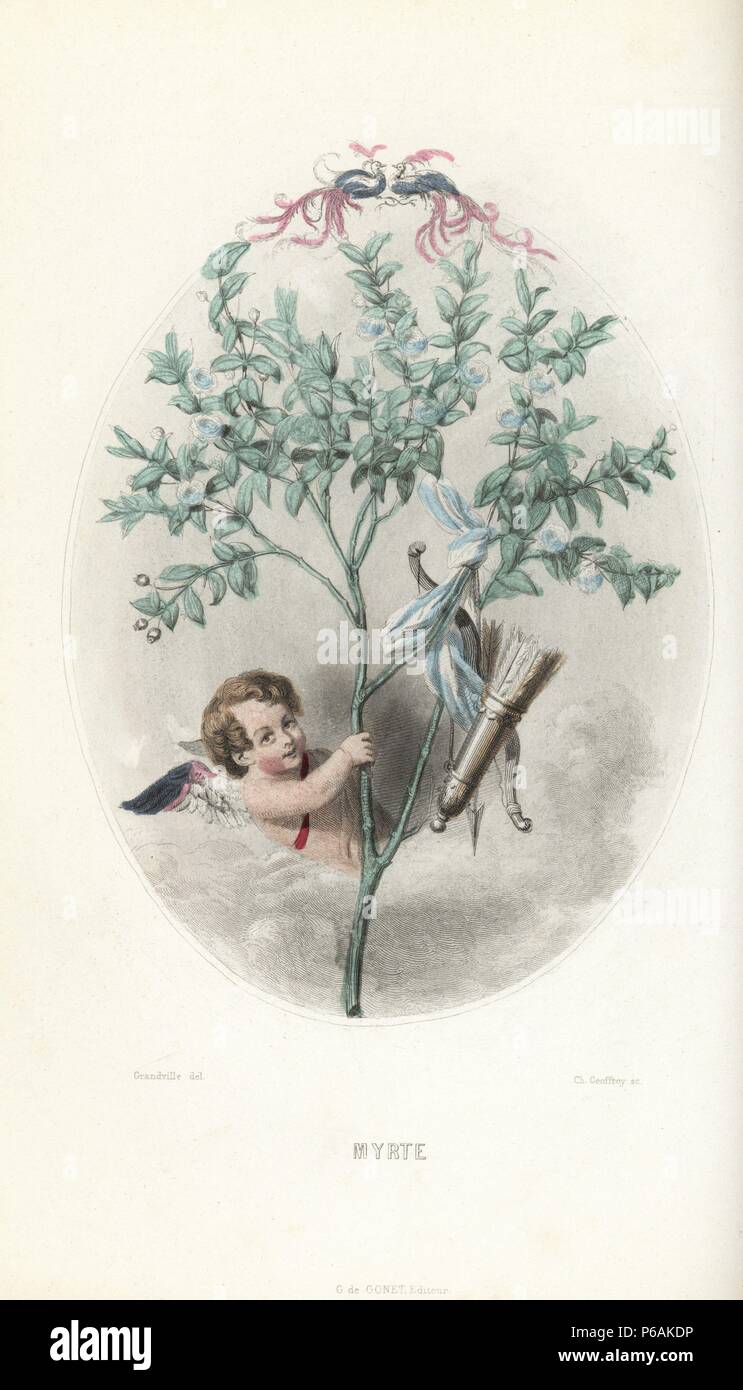 Cupid hiding in a myrtle bush, Myrtus communis, with his bow and arrow hanging from a blue and white ribbon on a branch. Handcoloured steel engraving by C. Geoffrois after an illustration by Jean Ignace Isidore Grandville from 'Les Fleurs Animees,' Paris, Gabriel de Gonet, 1847. Stock Photo