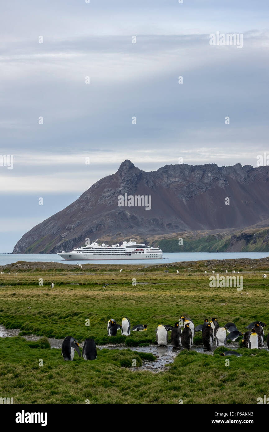 King penguins in front of Le Lyrial, Fortuna Bay, South Georgia Island Stock Photo