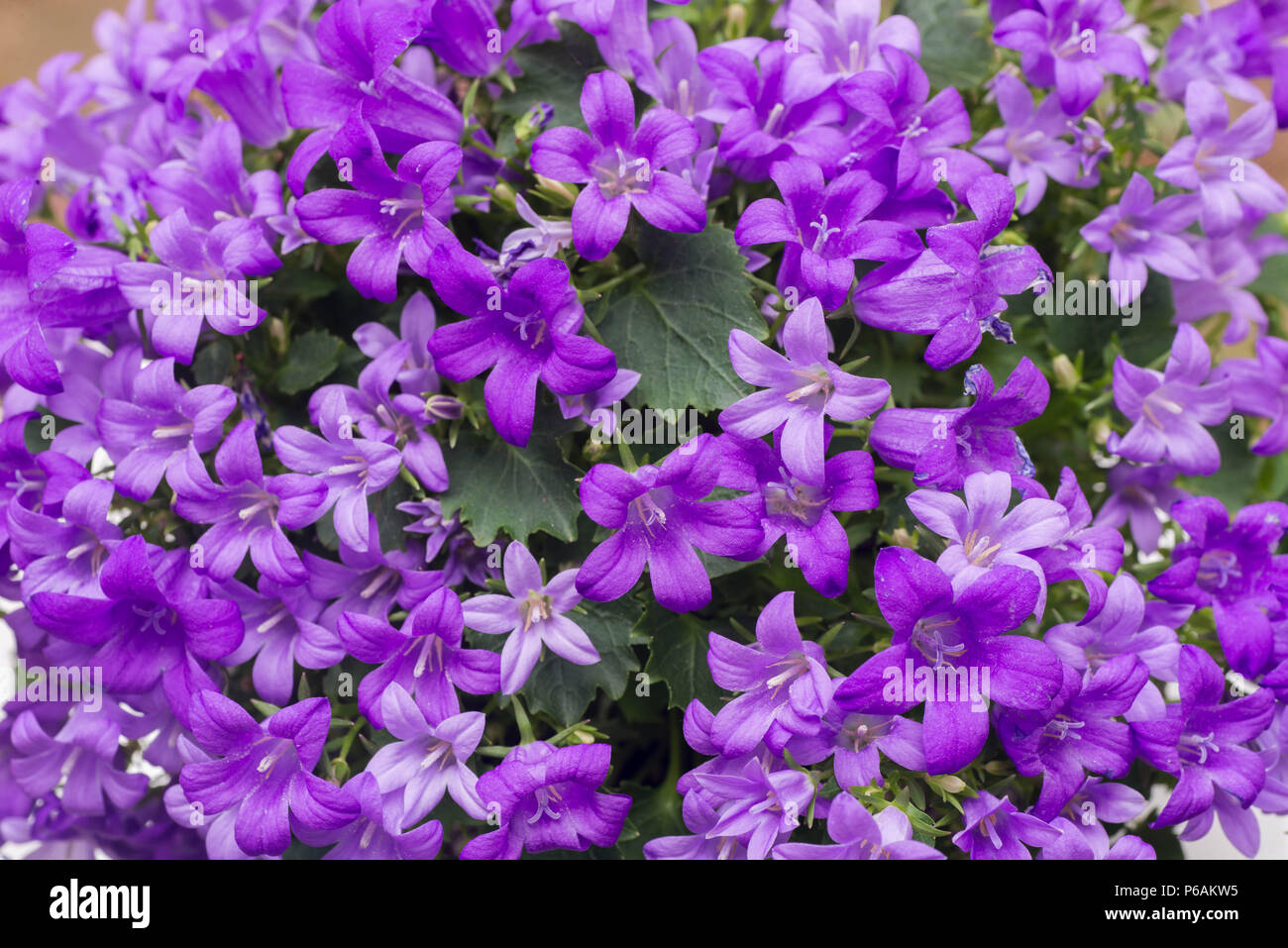 heliotropium violet color flowers closeup Stock Photo