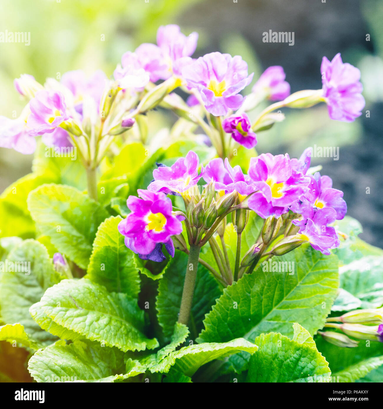 Purple flowers of violets in garden Stock Photo Alamy