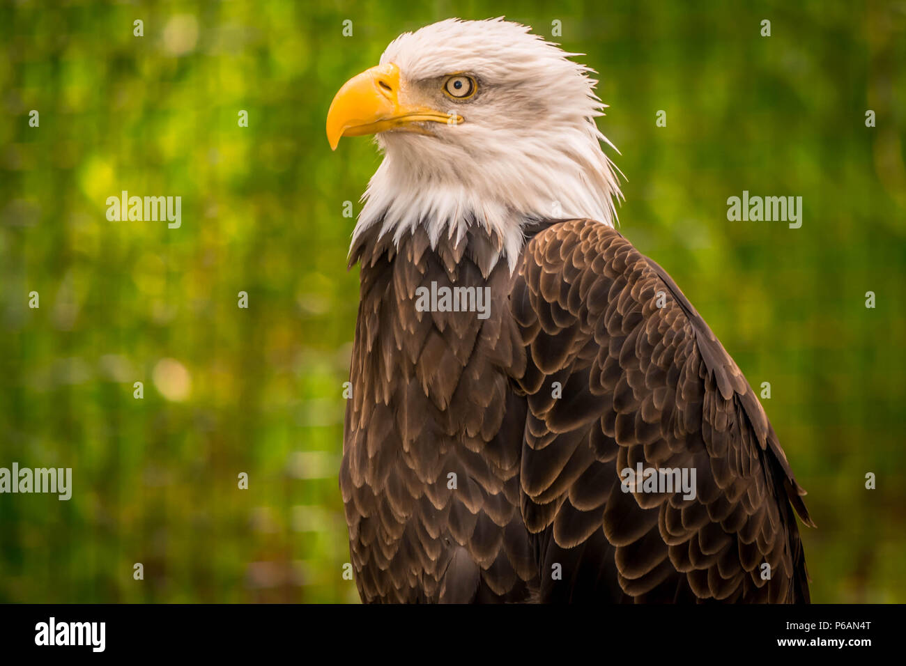 Bald headed eagle with blurred green background Stock Photo