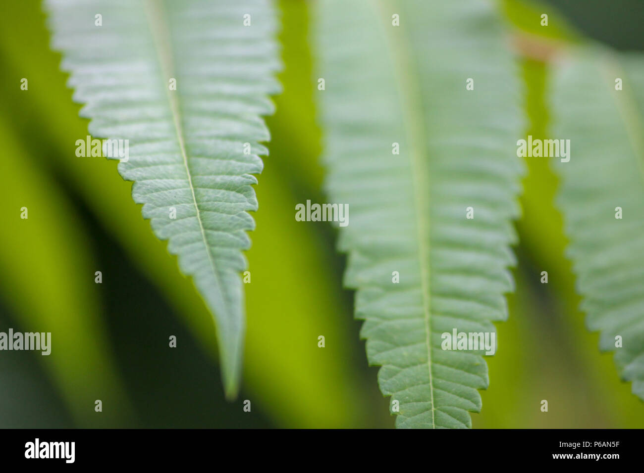 Serrated leaves hires stock photography and images Alamy