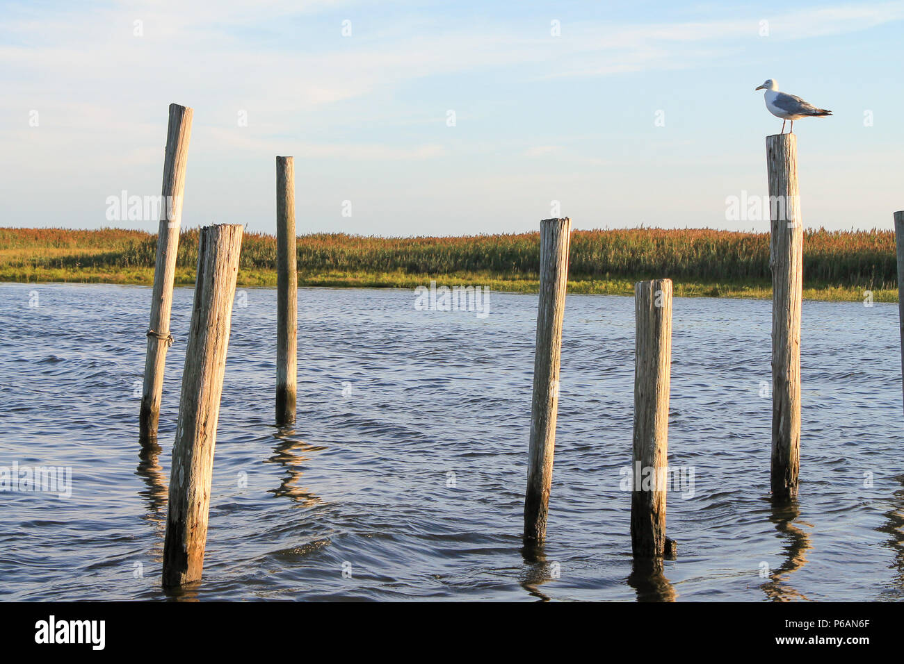 A yellow legged gull stands on a wood piling in Parkers cove at the end of Dock st at sunset in Little Egg Harbor Township, New Jersey at sunset Stock Photo