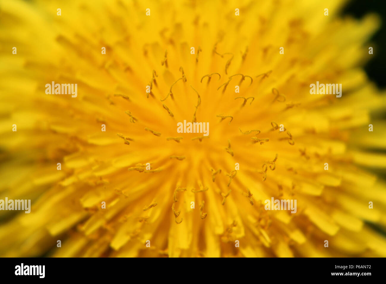 Close up of pollen covered stigmas of a common dandelion (Taraxacum officinale) flower head Stock Photo