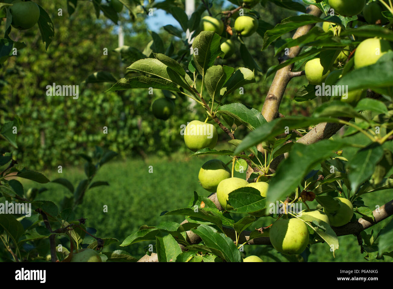 Branches of a tree of the Granny Smith apple cultivar, full of ripening
