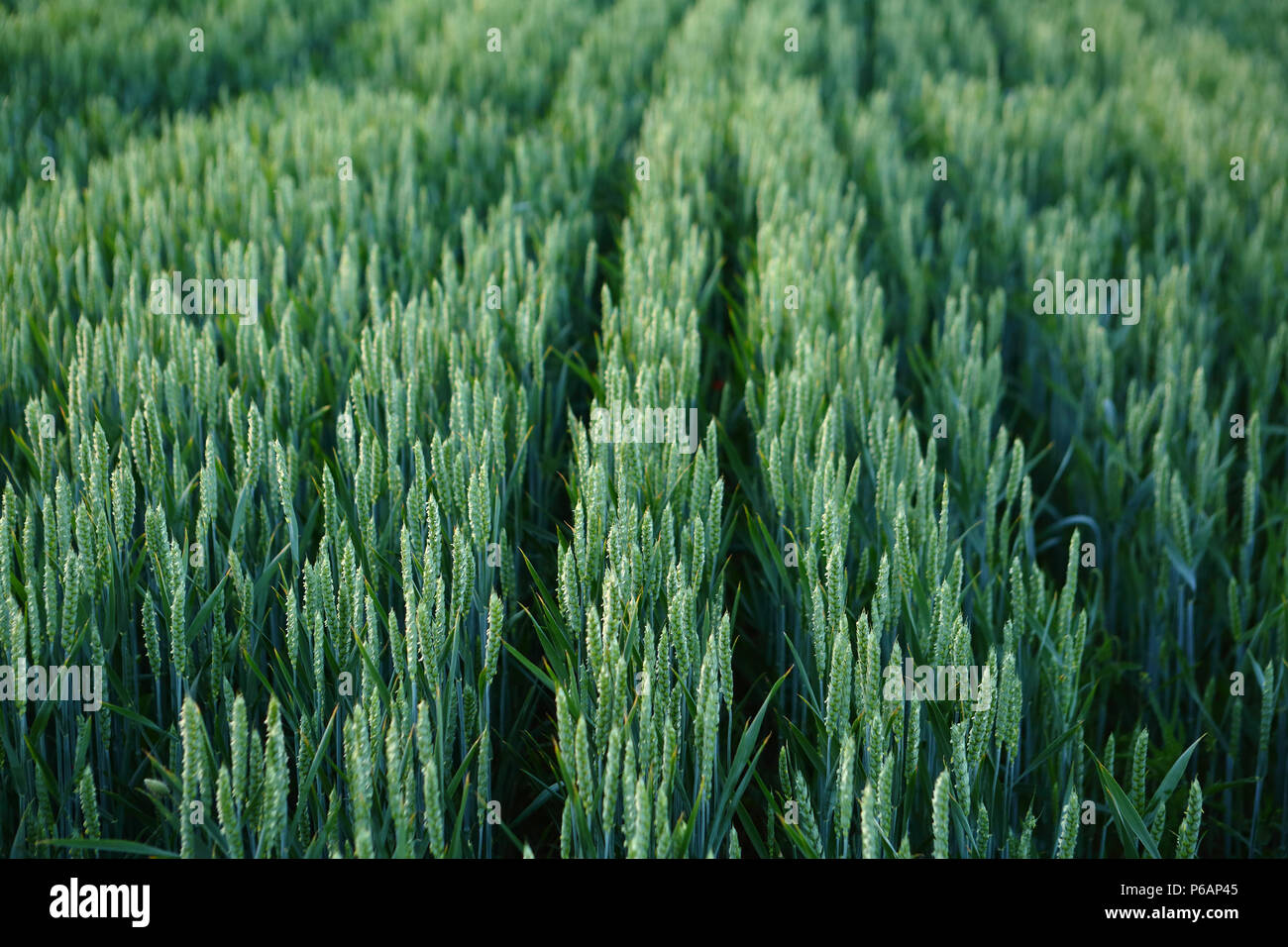 Concept of farmer food, wheat field Stock Photo - Alamy