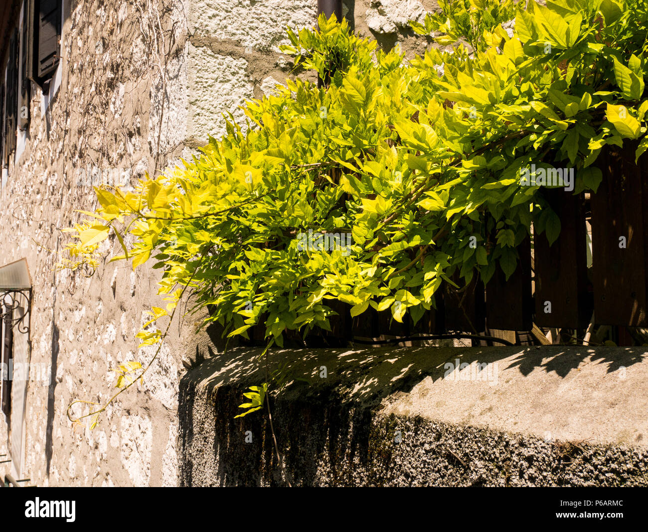 green bush on the wall of a house in the center of Annecy, France Stock Photo