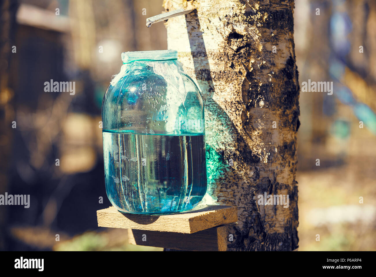 Production of birch sap in the glass jar in the forest. Springtime Stock Photo