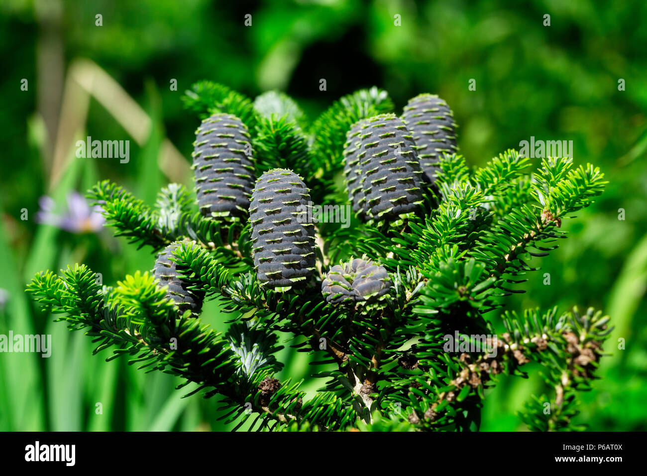 Blue Korean Fir cones on green branches in summer Stock Photo
