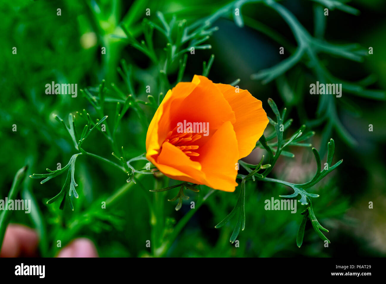 California poppy yellow blooming flower. Eschscholzia californica macro close-up view Stock Photo