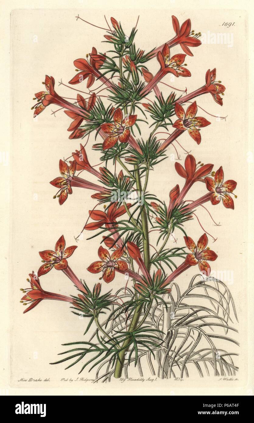 Ravenfooted gilia, Gilia coronopifolia. Native to Carolina. Handcoloured copperplate engraving by S. Watts after an illustration by Miss Drake from Sydenham Edwards' 'The Botanical Register,' London, Ridgway, 1834. Sarah Anne Drake (1803-1857) drew over 1,300 plates for the botanist John Lindley, including many orchids. Stock Photo