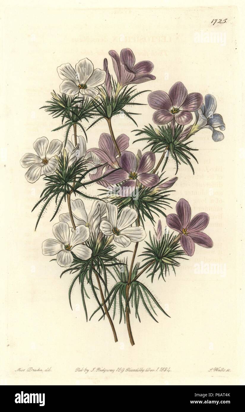 Thick-flowered slender-tube, Leptosiphon densiflorus. Handcoloured copperplate engraving by S. Watts after an illustration by Miss Drake from Sydenham Edwards' 'The Botanical Register,' London, Ridgway, 1834. Sarah Anne Drake (1803-1857) drew over 1,300 plates for the botanist John Lindley, including many orchids. Stock Photo