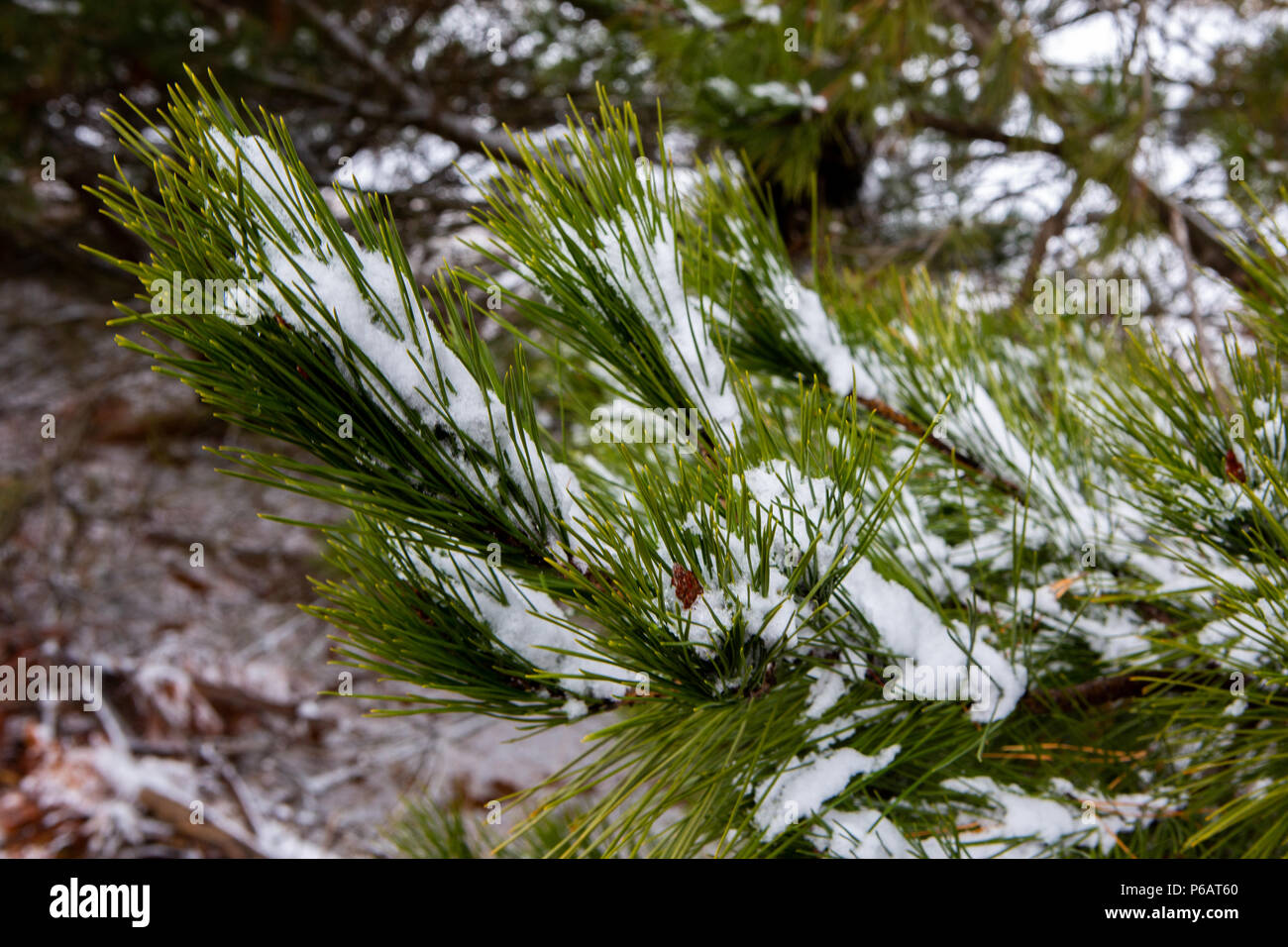 Snow collected on the pine needles of a tree in Oberon New South Wales Australia on 17th June 2018 Stock Photo