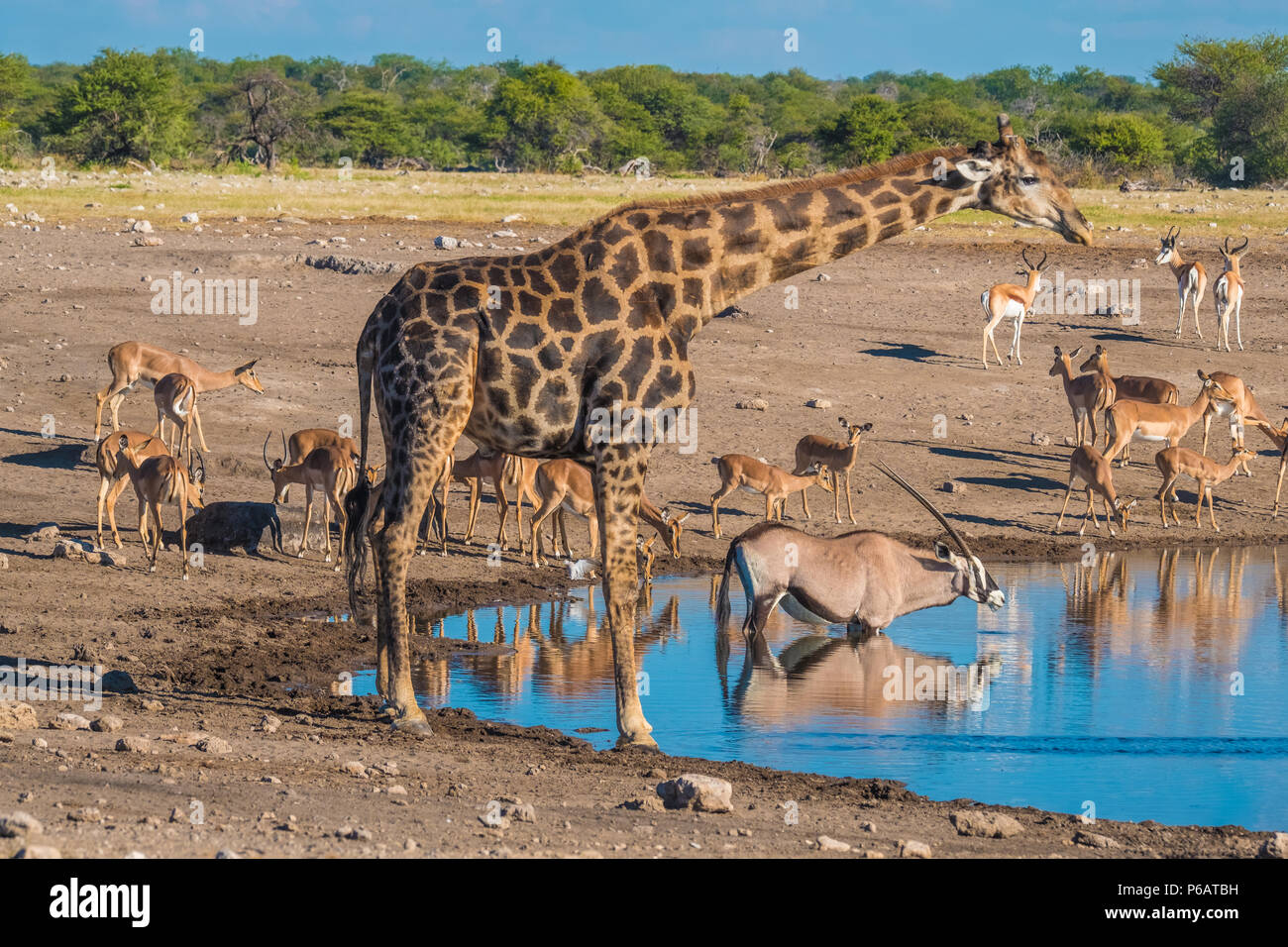 Large giraffe, zebra, oryx, black-faced impala, steenbok herds gather late in the afternoon at the Chudop waterhole, Namutoni, Etosha National Park, N Stock Photo