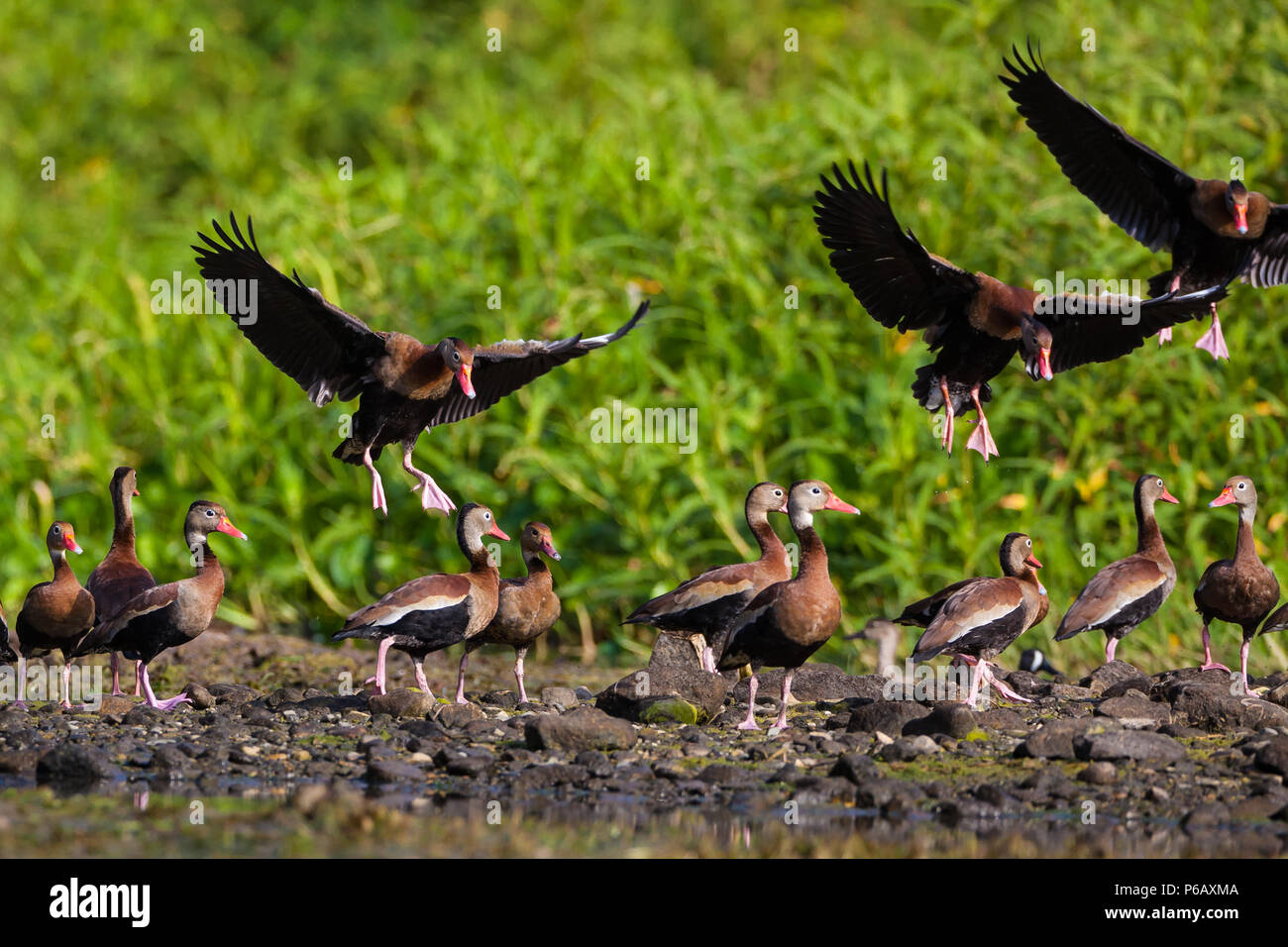 Black-bellied Whistling-ducks, Dendrocygna autumnalis, at the lakeside of Gatun lake, Colon province, Republic of Panama. Stock Photo