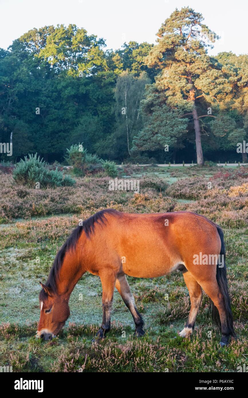 England, Hampshire, New Forest, Horse Grazing Stock Photo