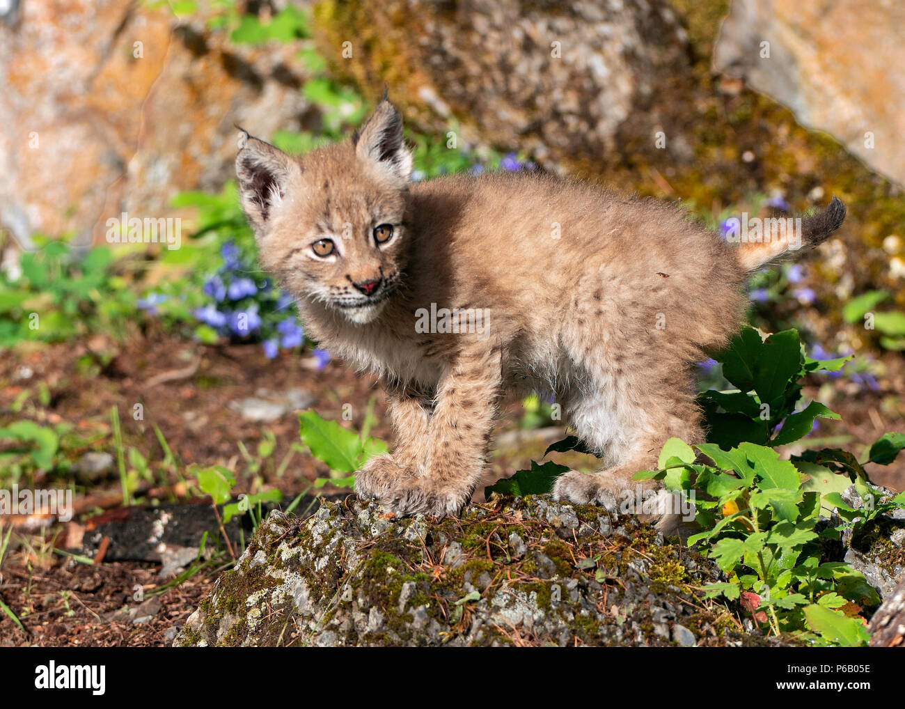 Baby lynx hi-res stock photography and images - Alamy