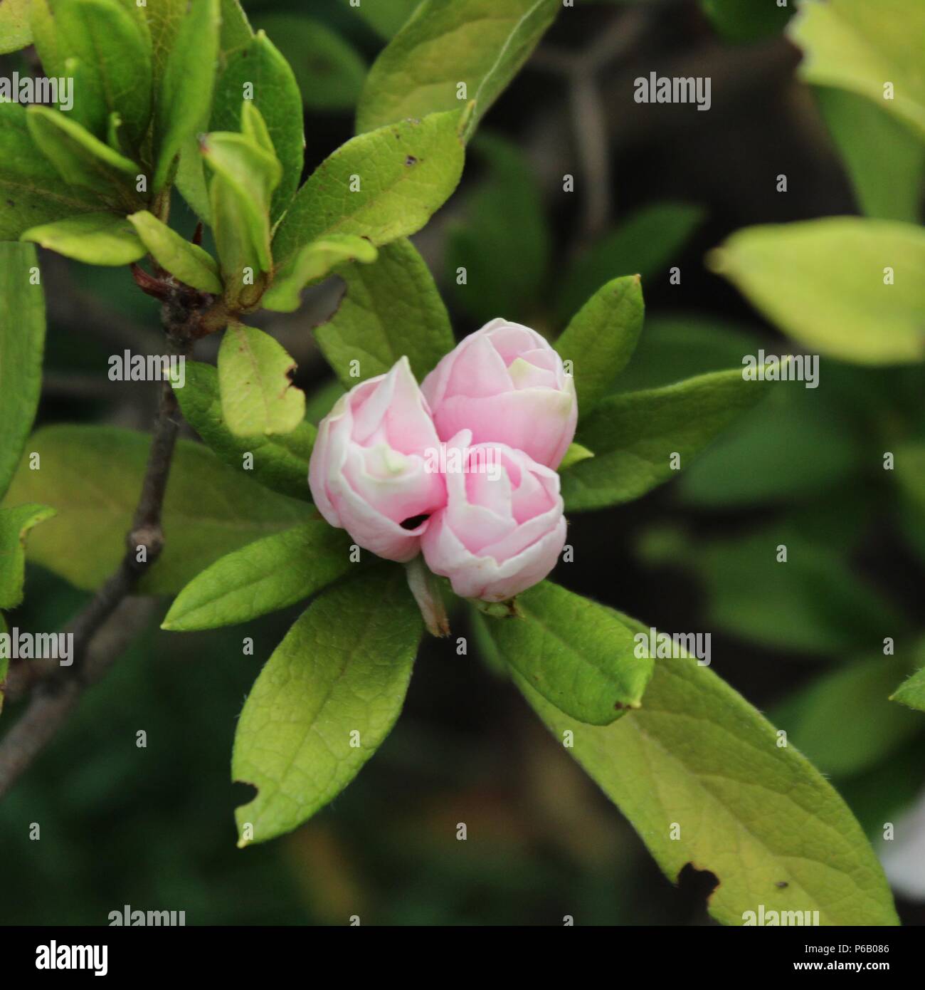 Flower symbolizing nature, beauty, perfume, color, decoration