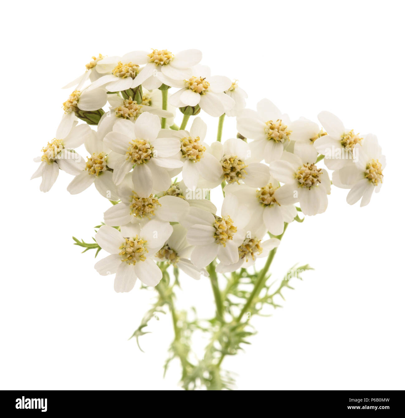 simple leaved milfoil isolated on white background Stock Photo